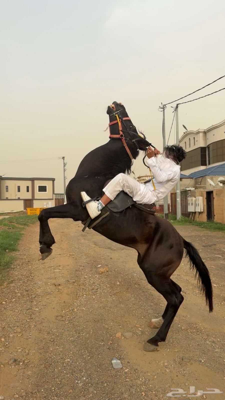 ( للبيع ) حصان او خيل انقليزي جزائري بحاله سليمه عمره 664583880393347110