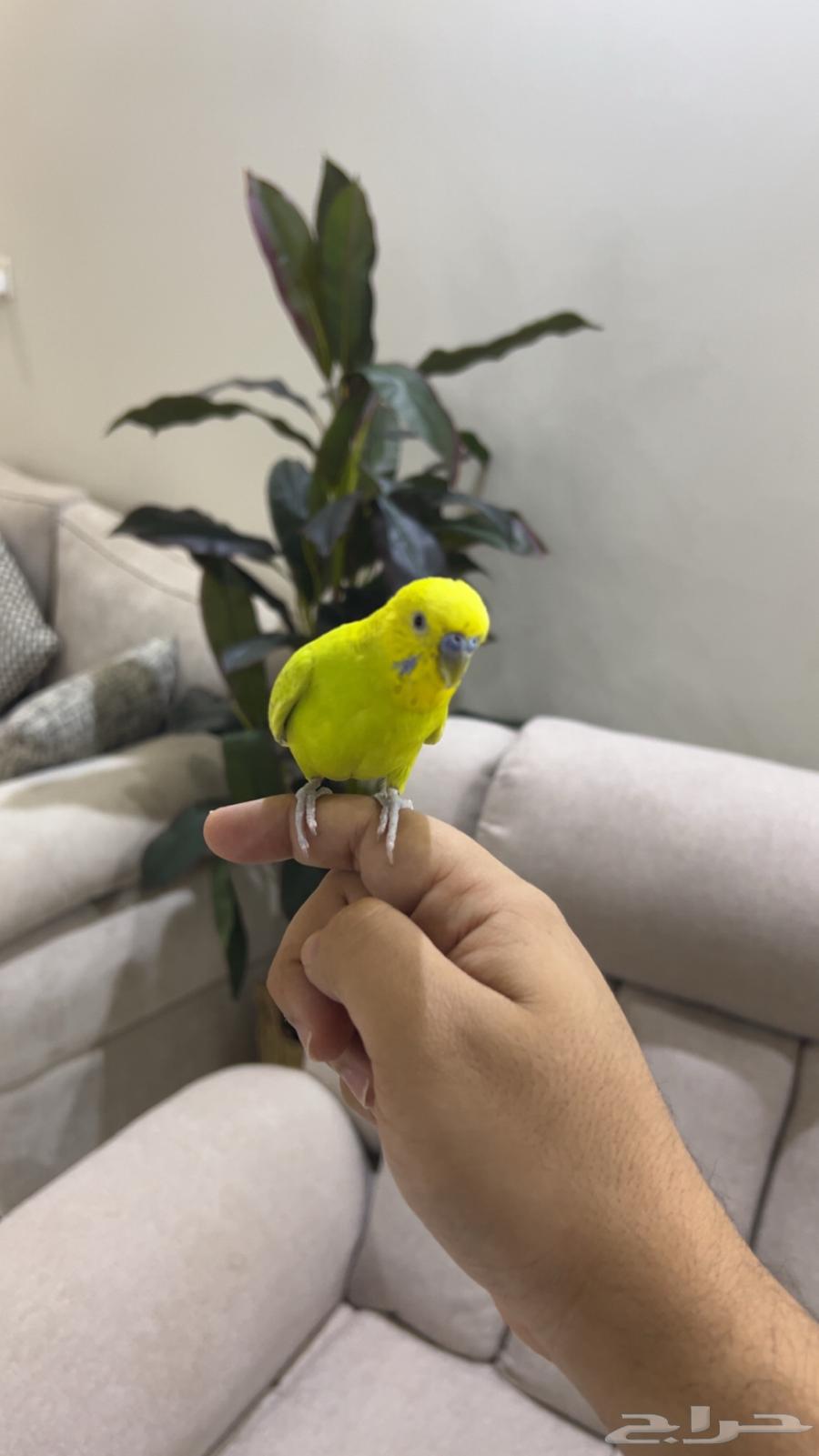 طير الحب64611679302274110