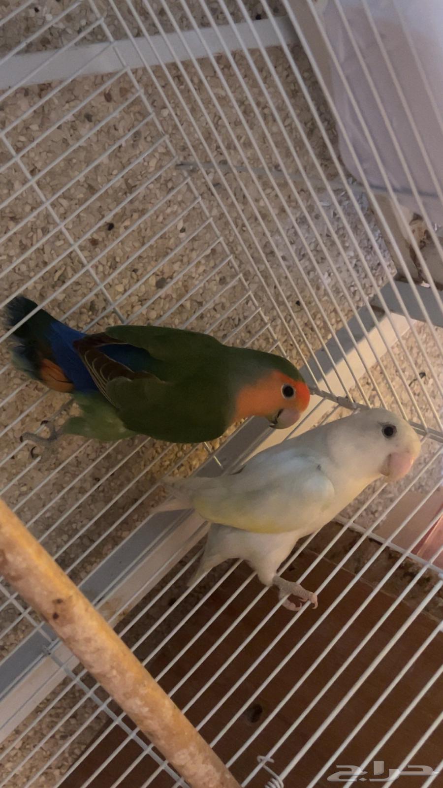 للبيع جوز روز منتجين الي توقف عليه سومه نصيبه64583060582273110