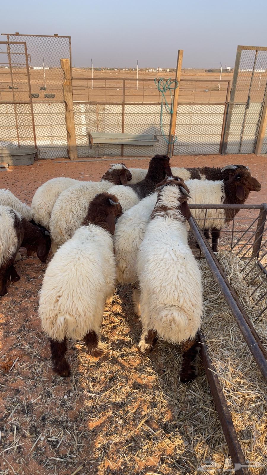 للبيع بهم نعيم( تم البيع )64584404593409114