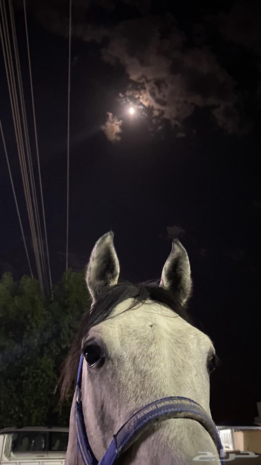 حصان مصري شعبي64587640117378113