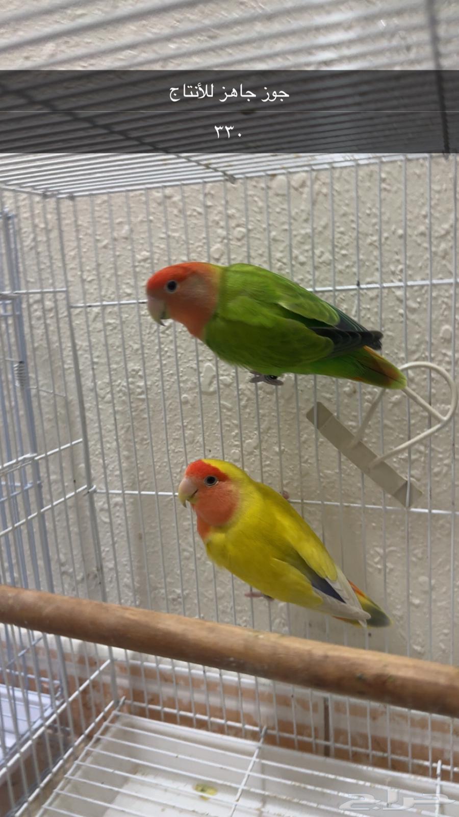 جوز للبيع64582997511298110