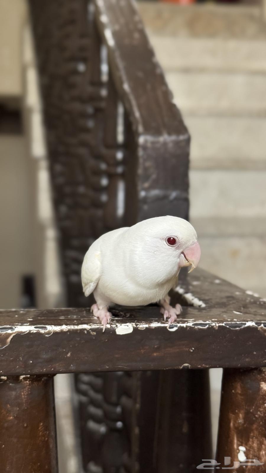 روز البينو64455386720899113