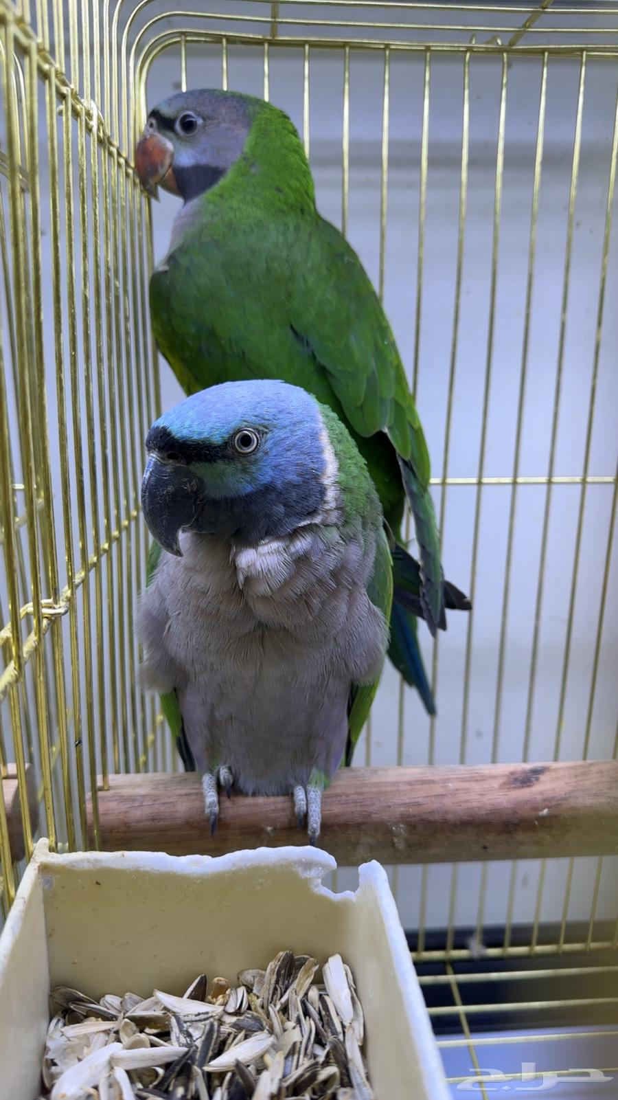 زوج دربيان للانتاج64581415683458110