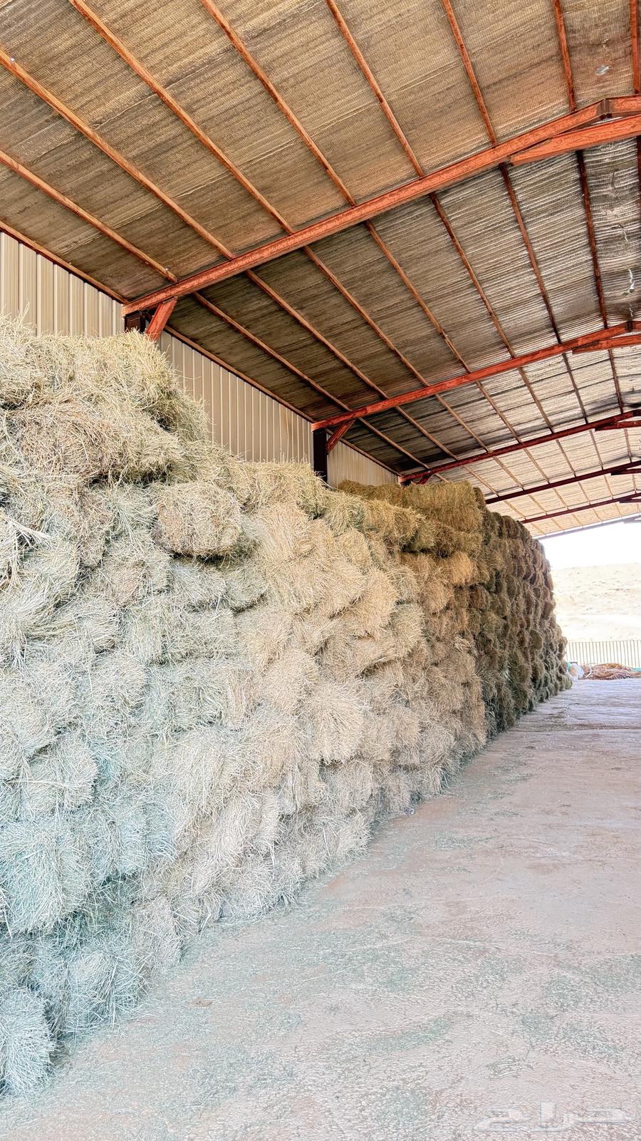 برسيم يابس64583725362433113