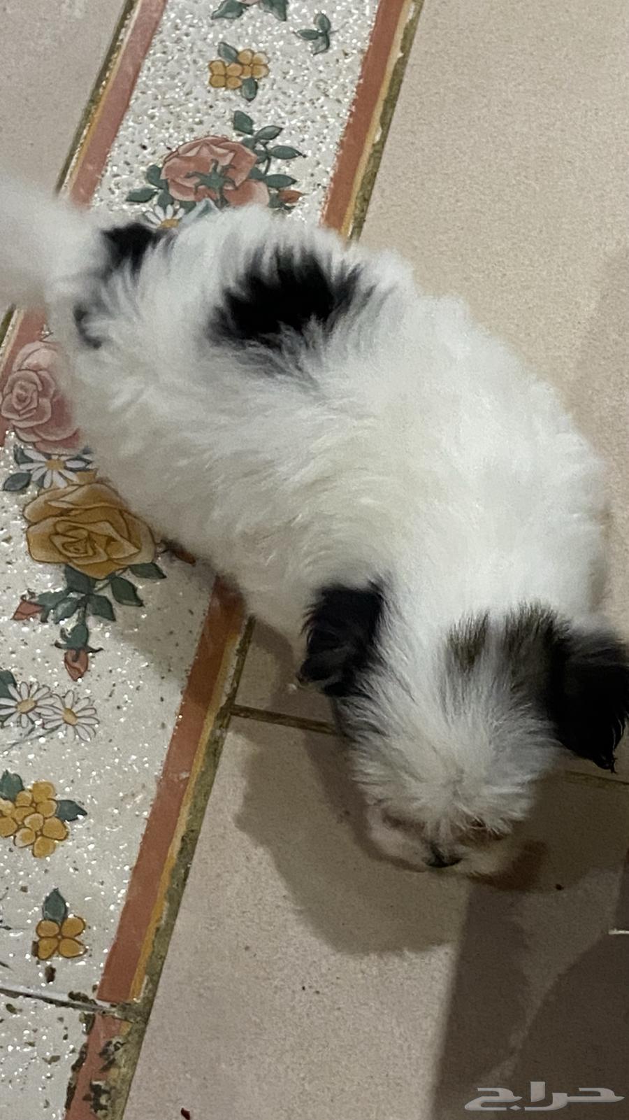 كلاب مالتيز للبيع64584447236994110