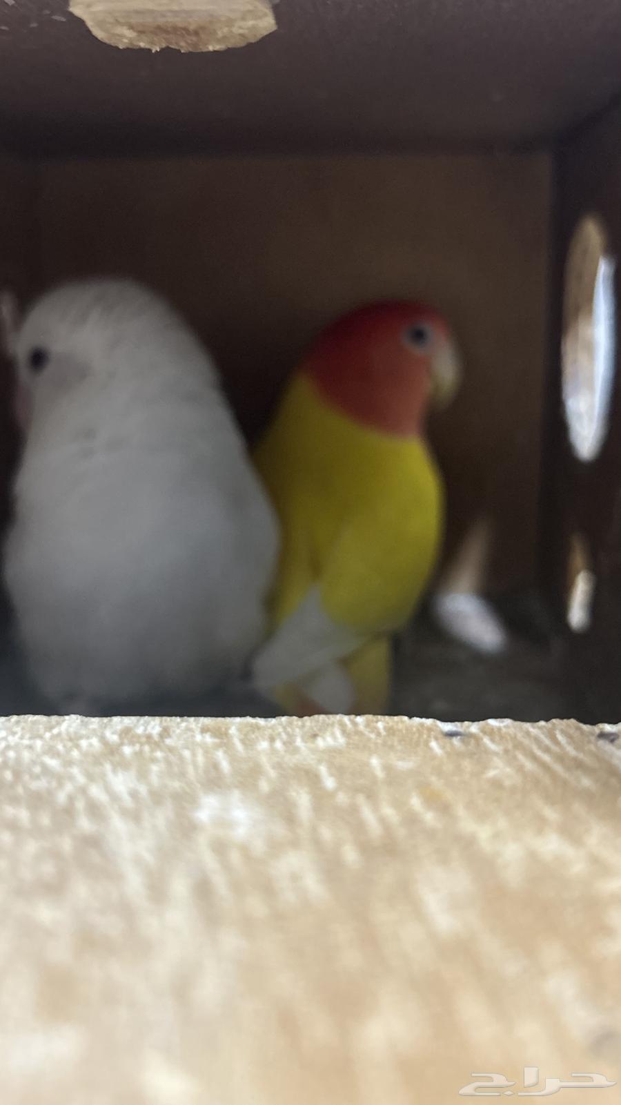 روز البينو لاتينو64585634254339111