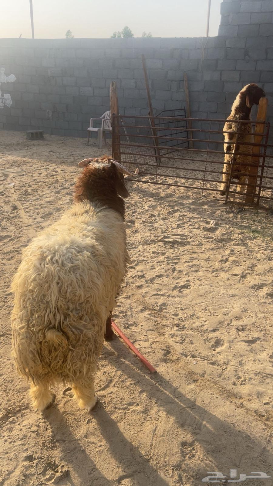 خروف نعيم بلدي64581073155203110