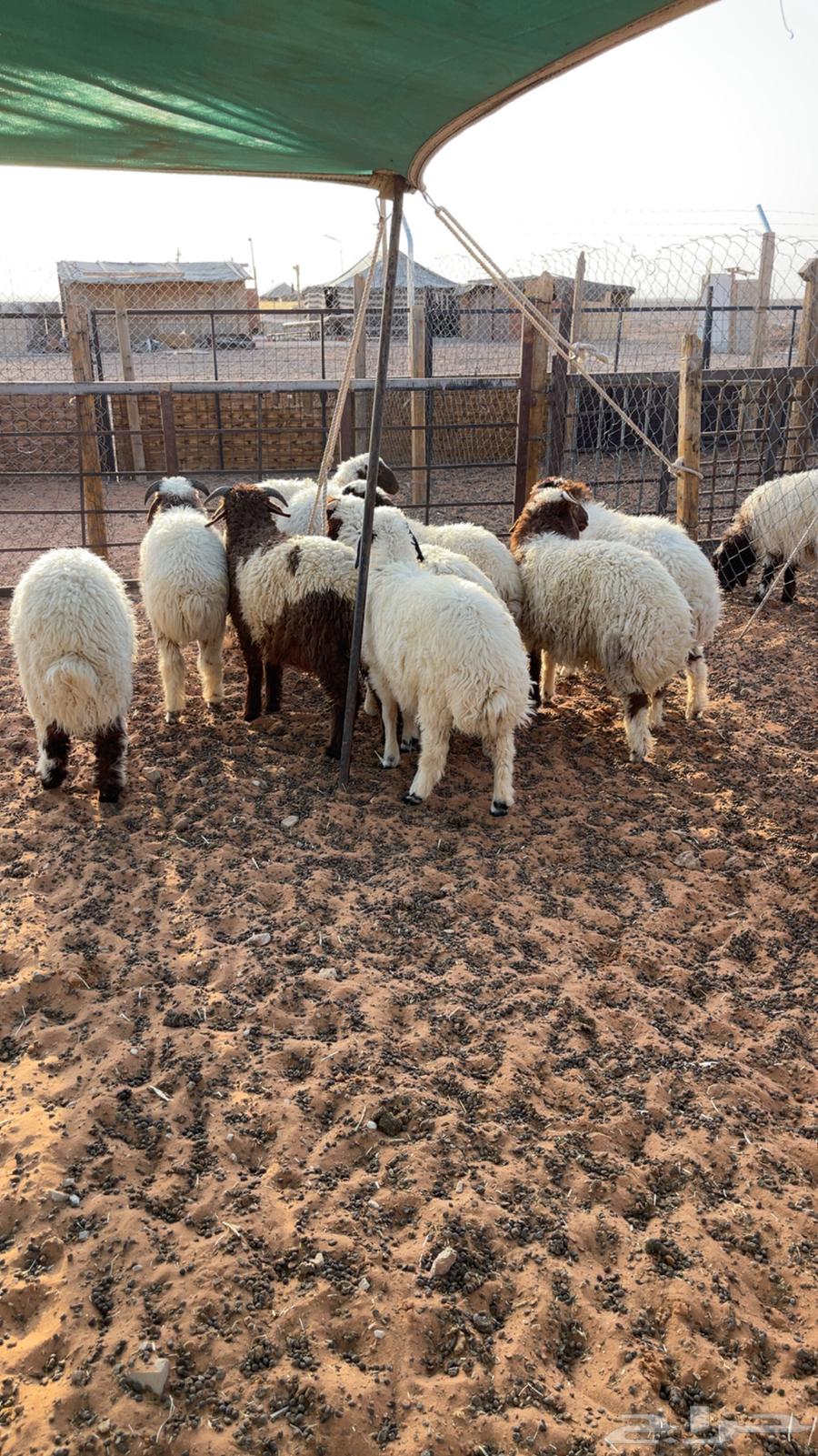 للبيع بهم نعيم( تم البيع )64584404593409112