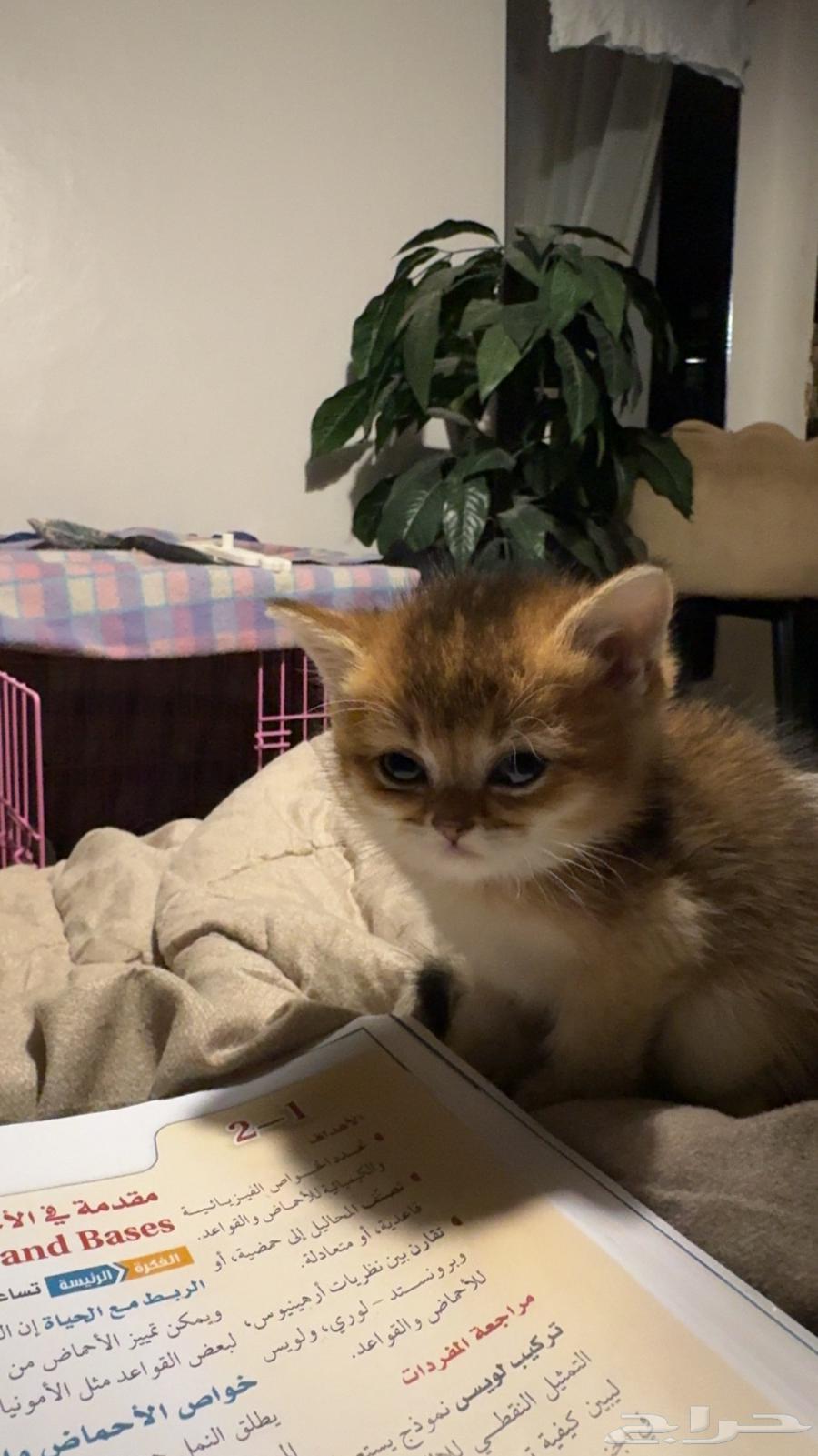 Scottish Cats64580198878081113