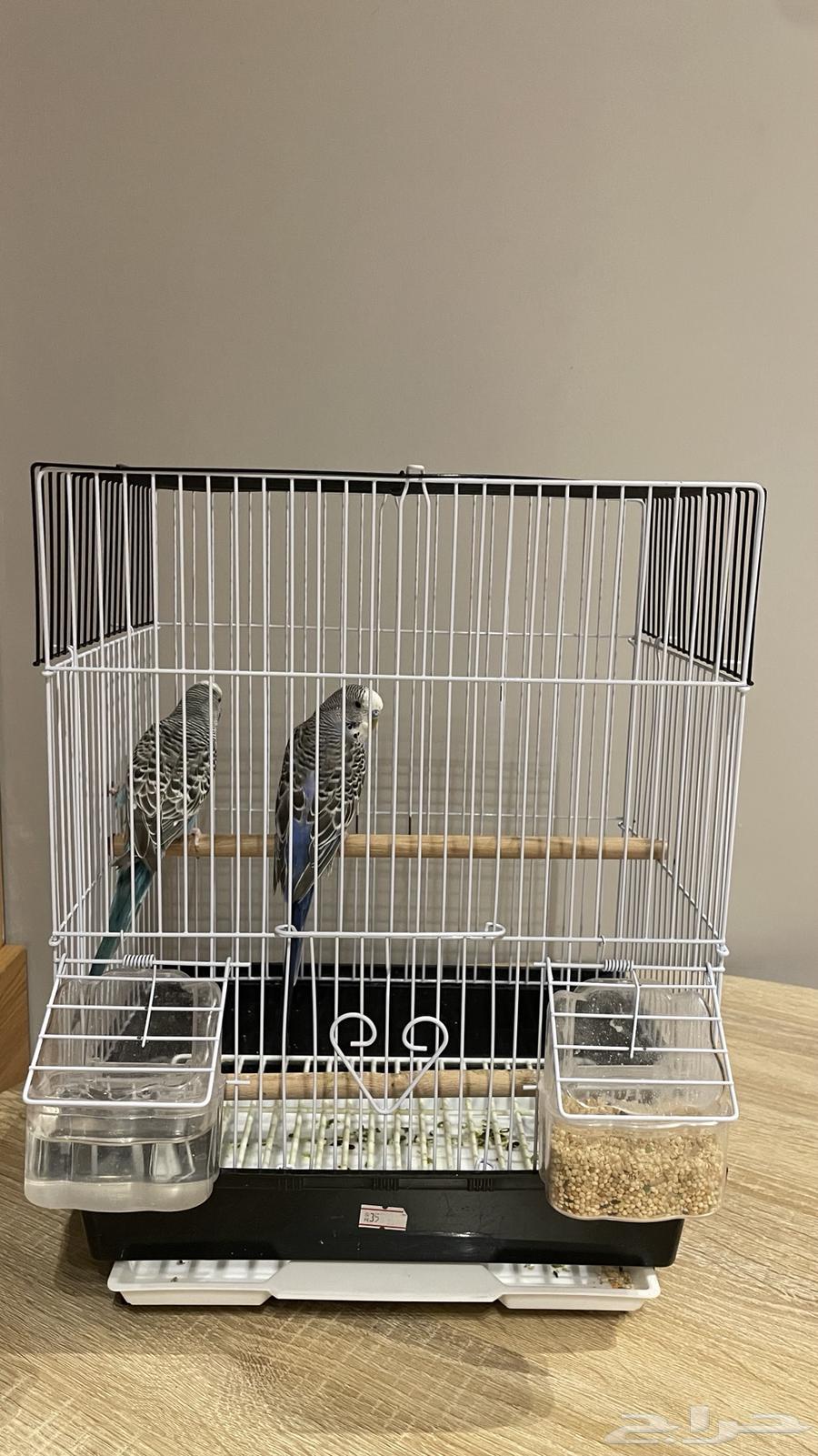 عصافير الحب64584701611009112