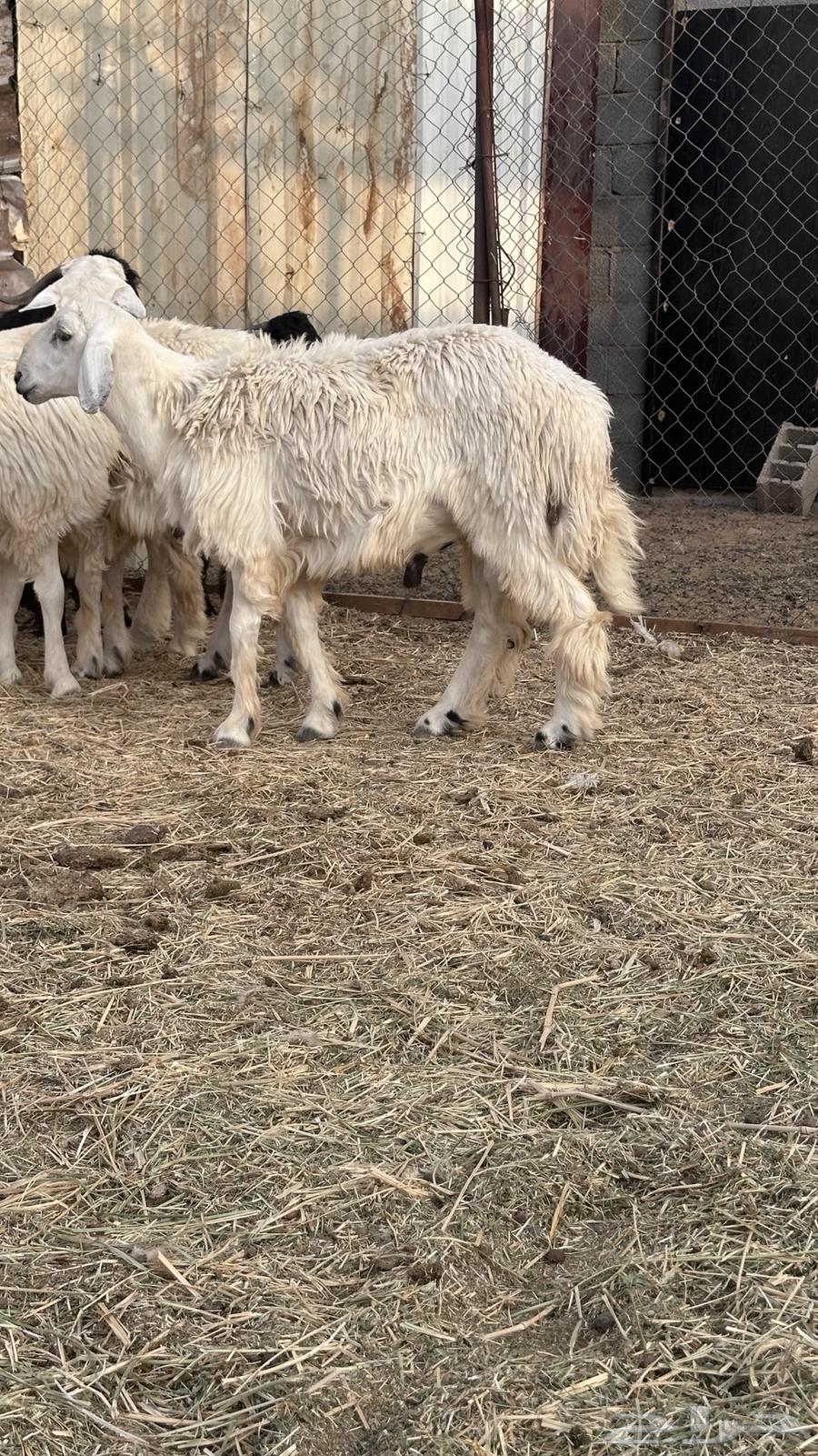 طليان للبيع جمله وتفريد64584841982851110