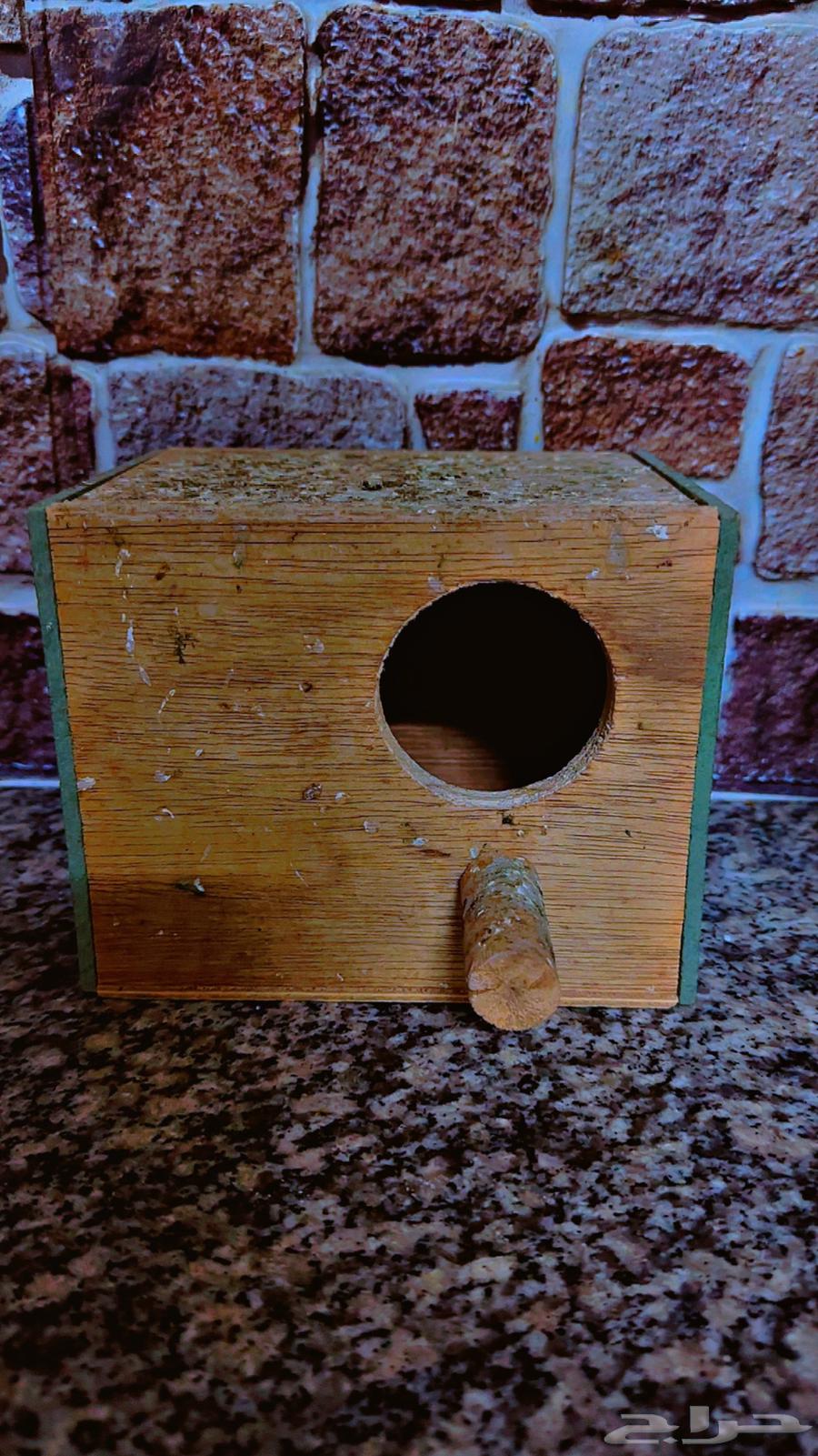 بياضه طيور64583823531778110