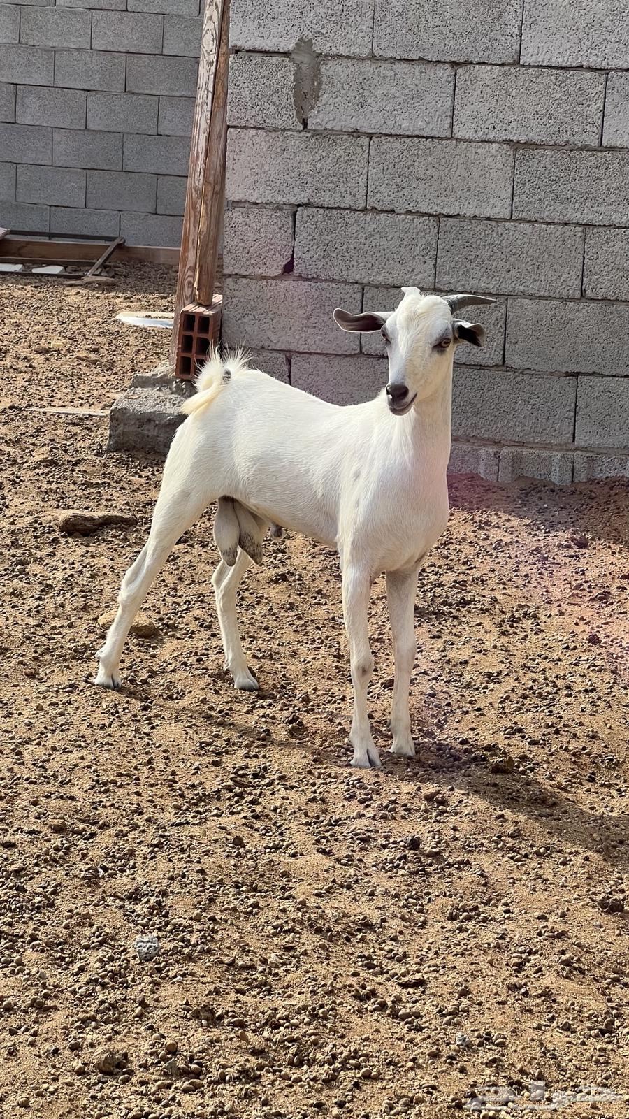 تيس بيشي جذع (تم البيع)64579855744514110