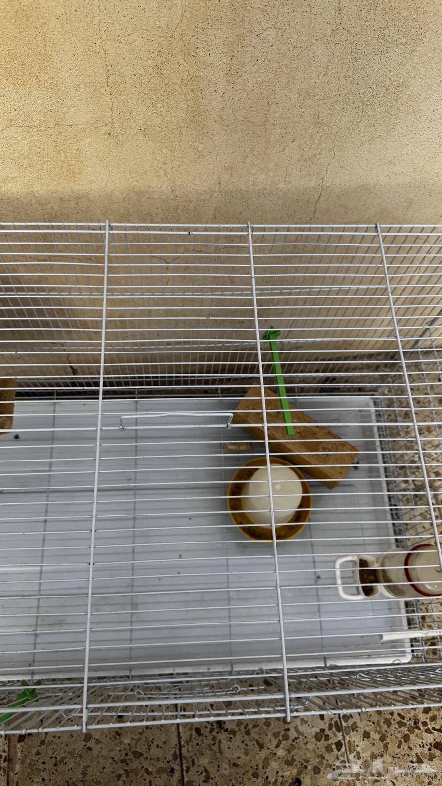 قفص عصافير نظيف64584461311745111