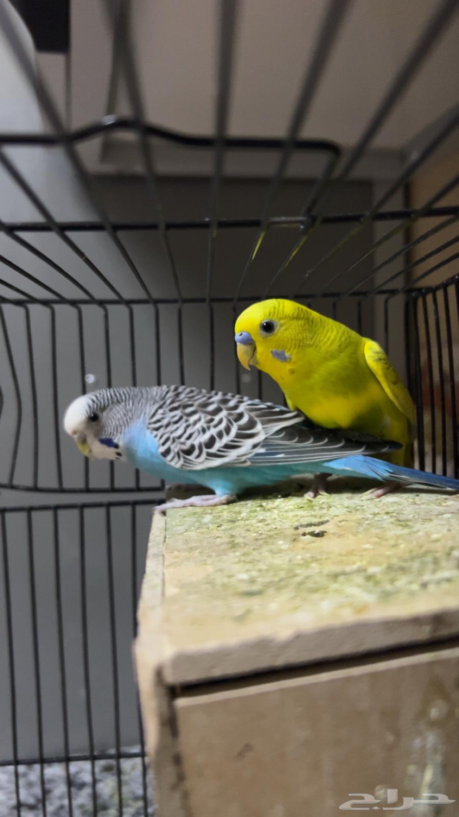 طيور بادجي طيور الحب64580143801602111