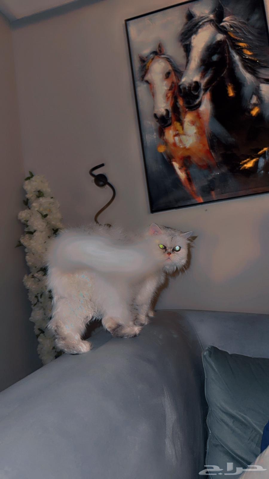 للبيع هملاياء64580690243969111