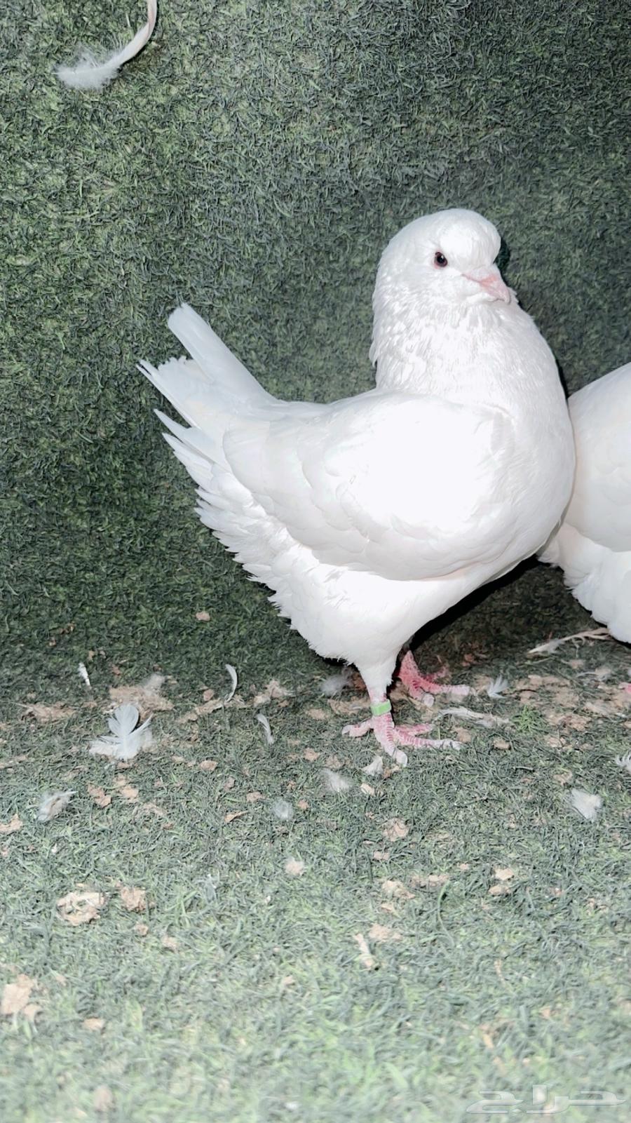 ذكر كنق مودينا تب64588074075779112