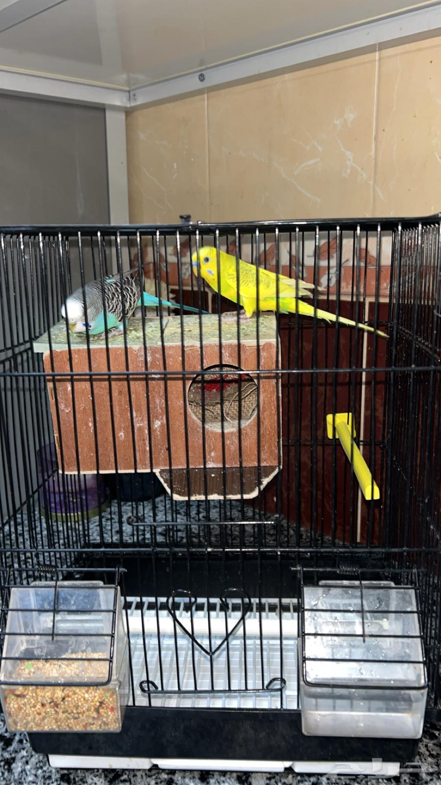 طيور بادجي طيور الحب64580143801602110