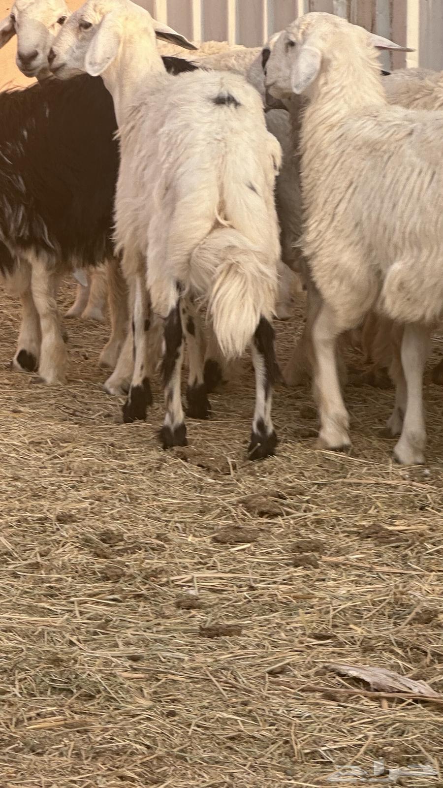 طليان للبيع جمله وتفريد64584841982851111