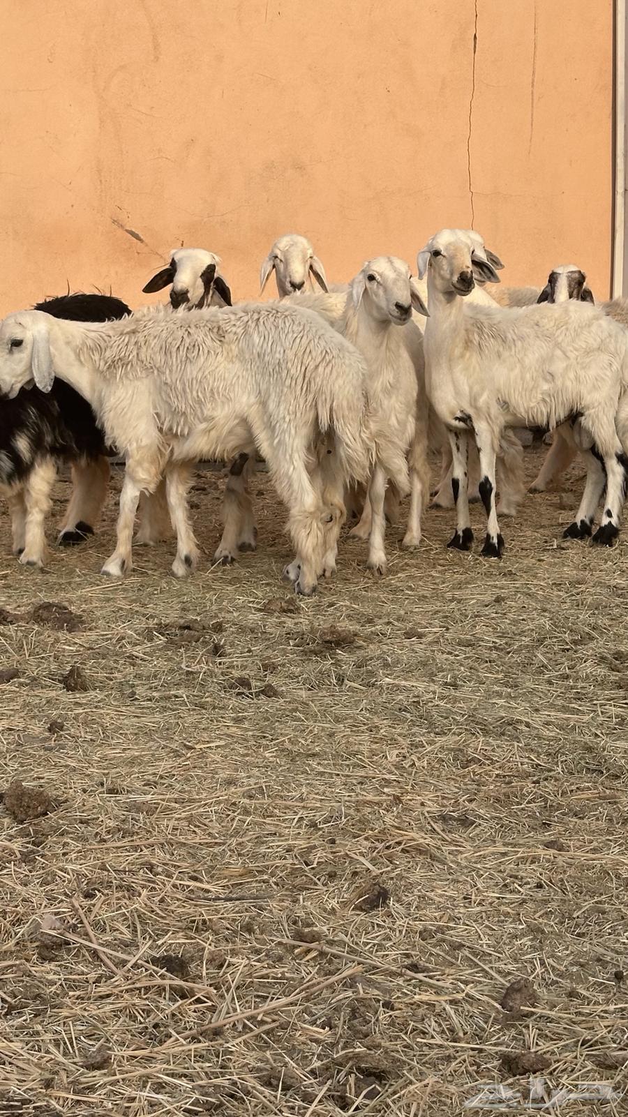 طليان للبيع جمله وتفريد64584841982851112