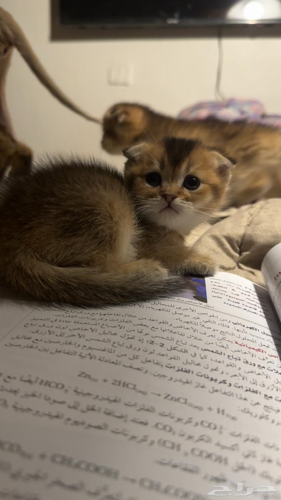 Scottish Cats64580198878081112