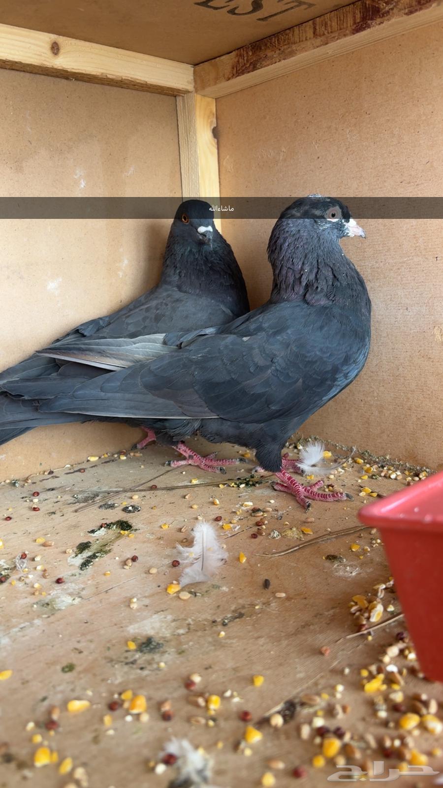 حمام مشكل رقاص قطيفي باكستاني64580717390465110