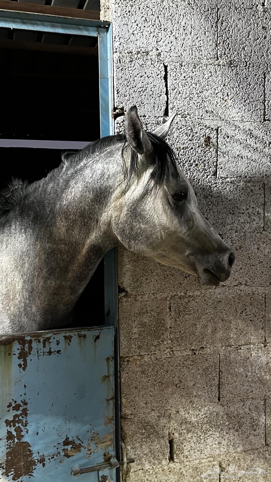 خيل شعبي شيخ للبيع64582214778498110