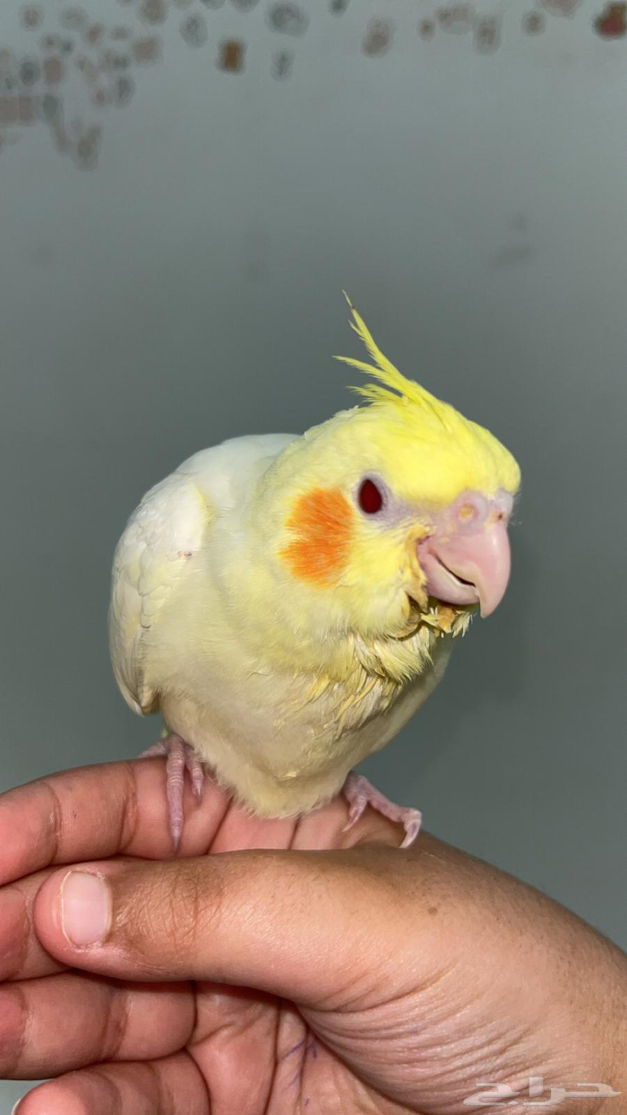 كروان لاتينو تم البيع الله يبارك للمشتري64584883822851110