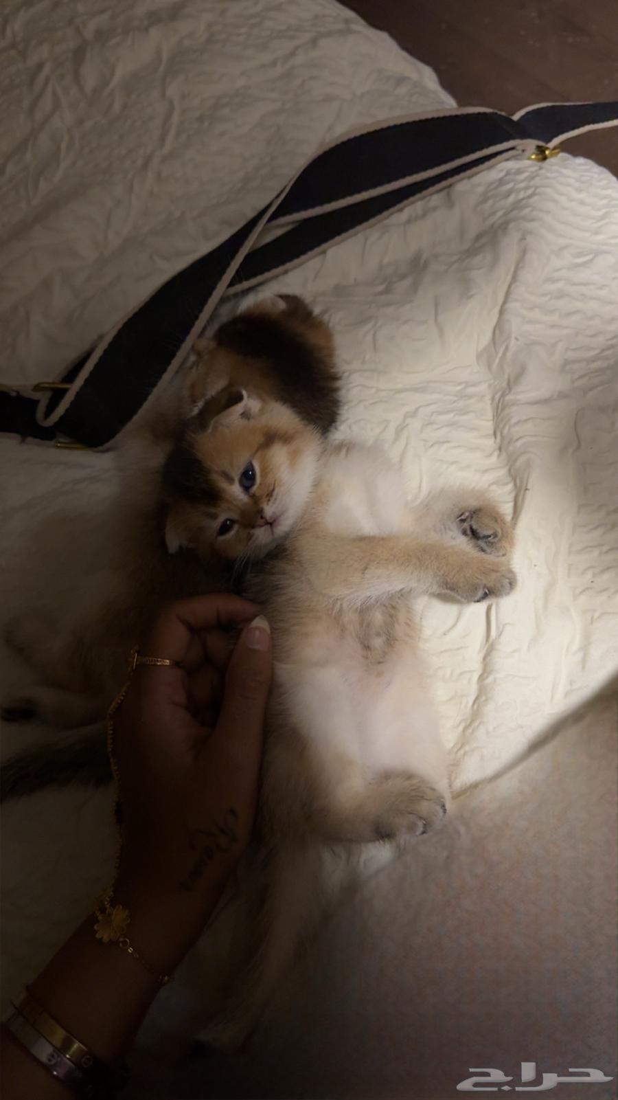 Scottish Cats64580198878081111