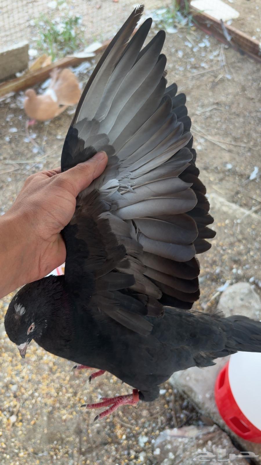 حمام مشكل رقاص قطيفي باكستاني64580717390465112