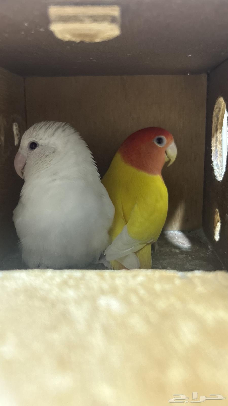 روز البينو لاتينو64585634254339110