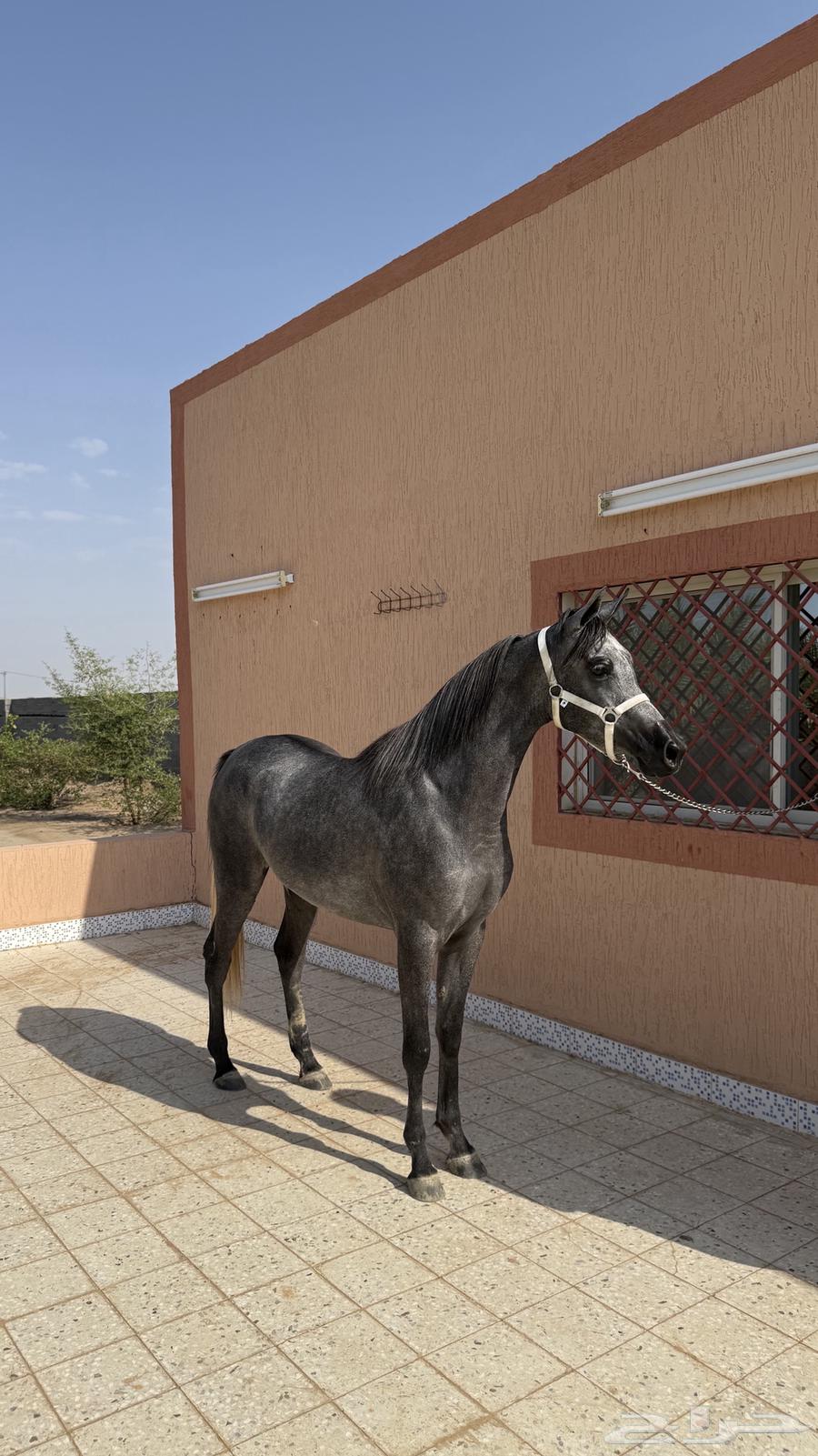 مهرة واهو مصرية بيور64582373201025111