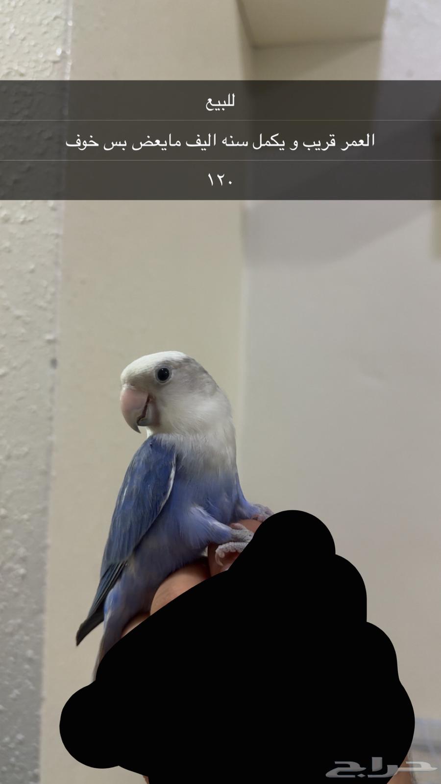 طيور روز للبيع64566147942019112