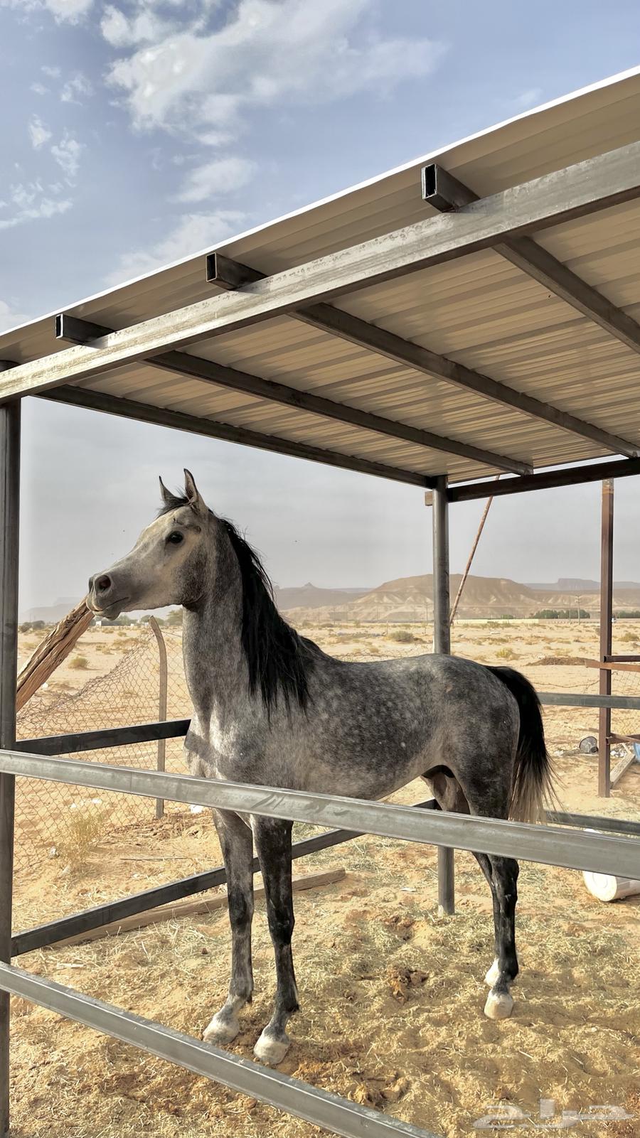 خيل شعبي شيخ للبيع64582214778498111