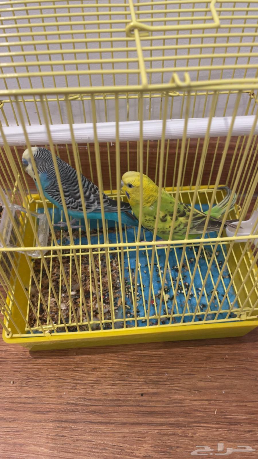 طيور الحب64586526643587110