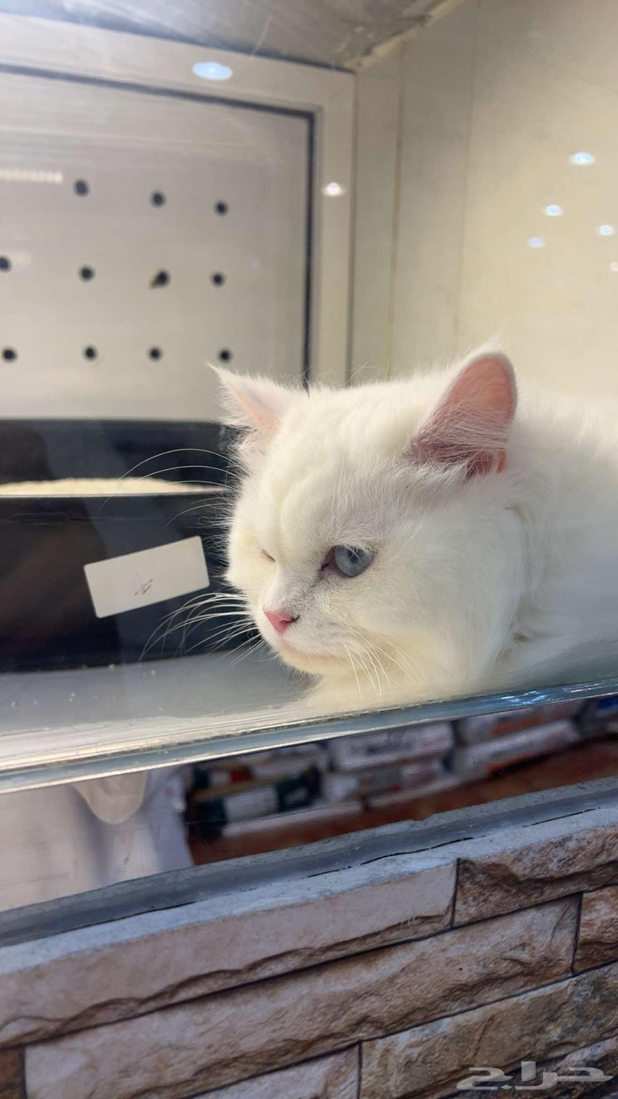 بسه عدد2 نظيفة جدا  للتبني بكامل أغراضها64587503468803110