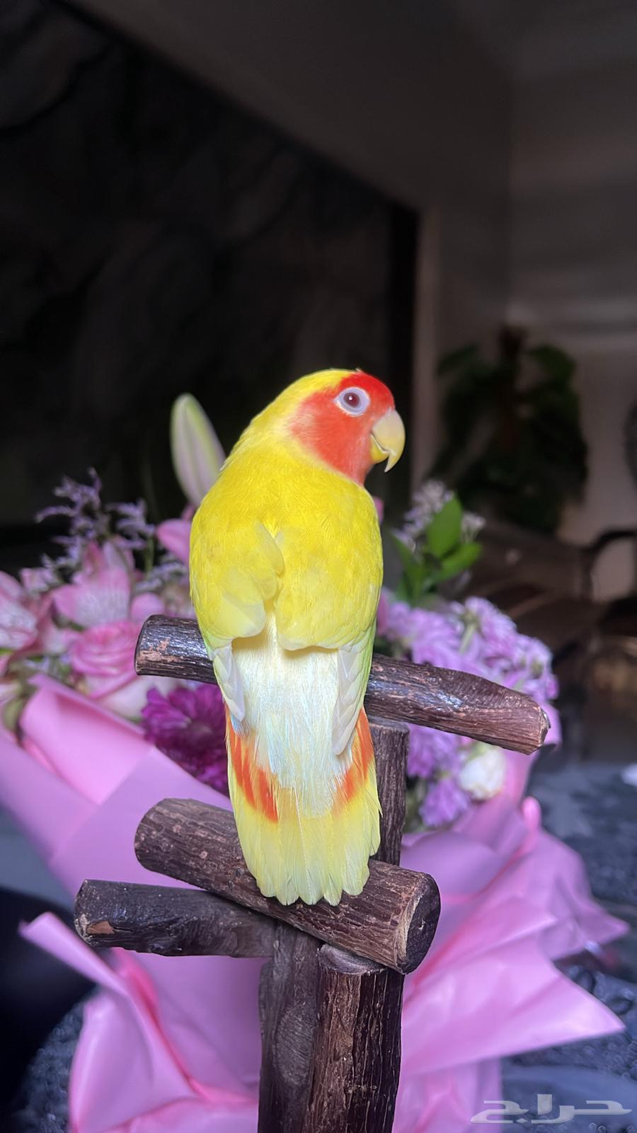 للبيع ببغاء الروز64581196786561110