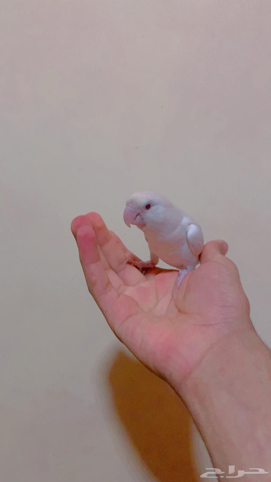 للبيع روز انثى64579937878401111