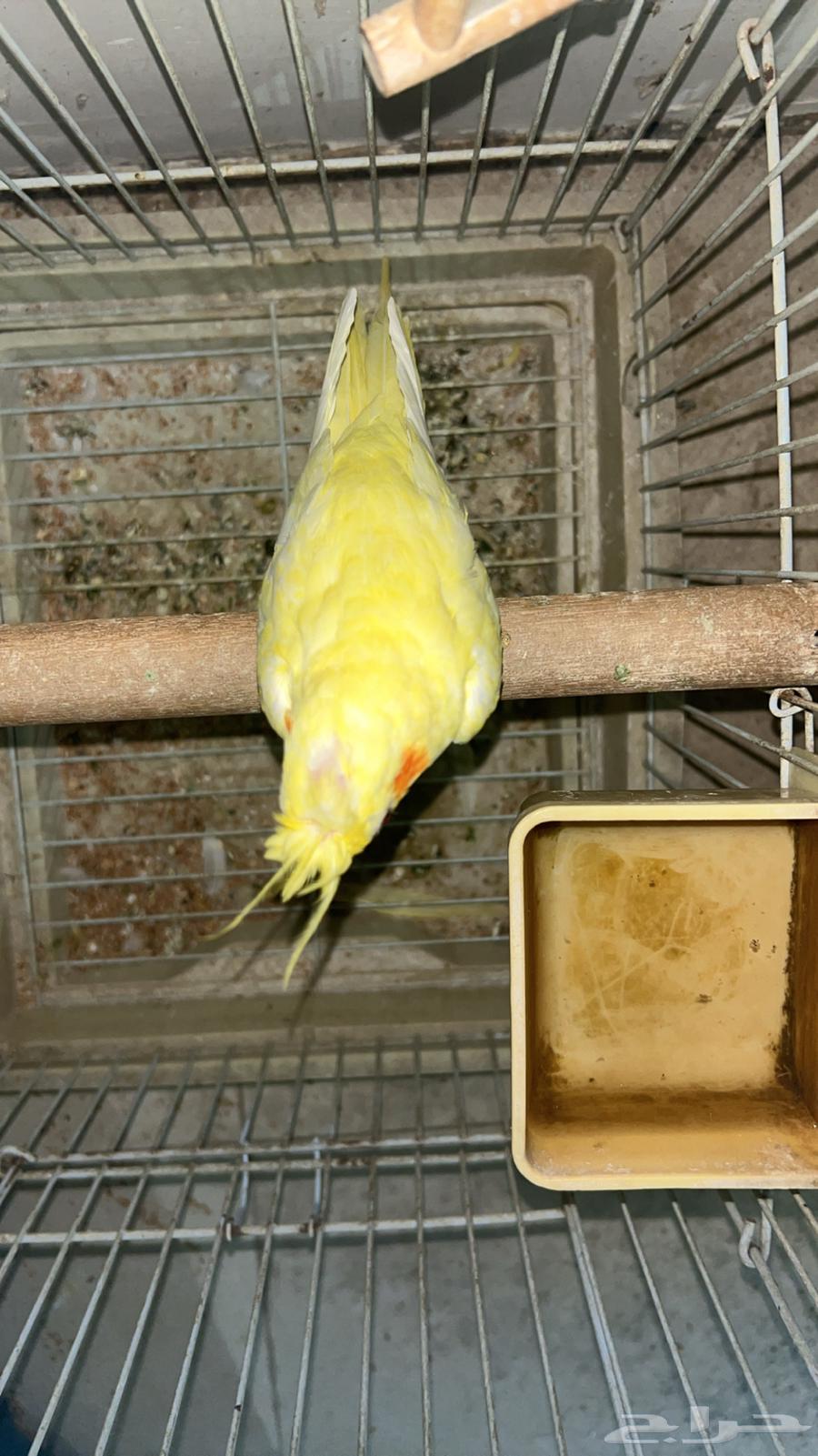 كروان انثئ قير اليفه64581897555842111