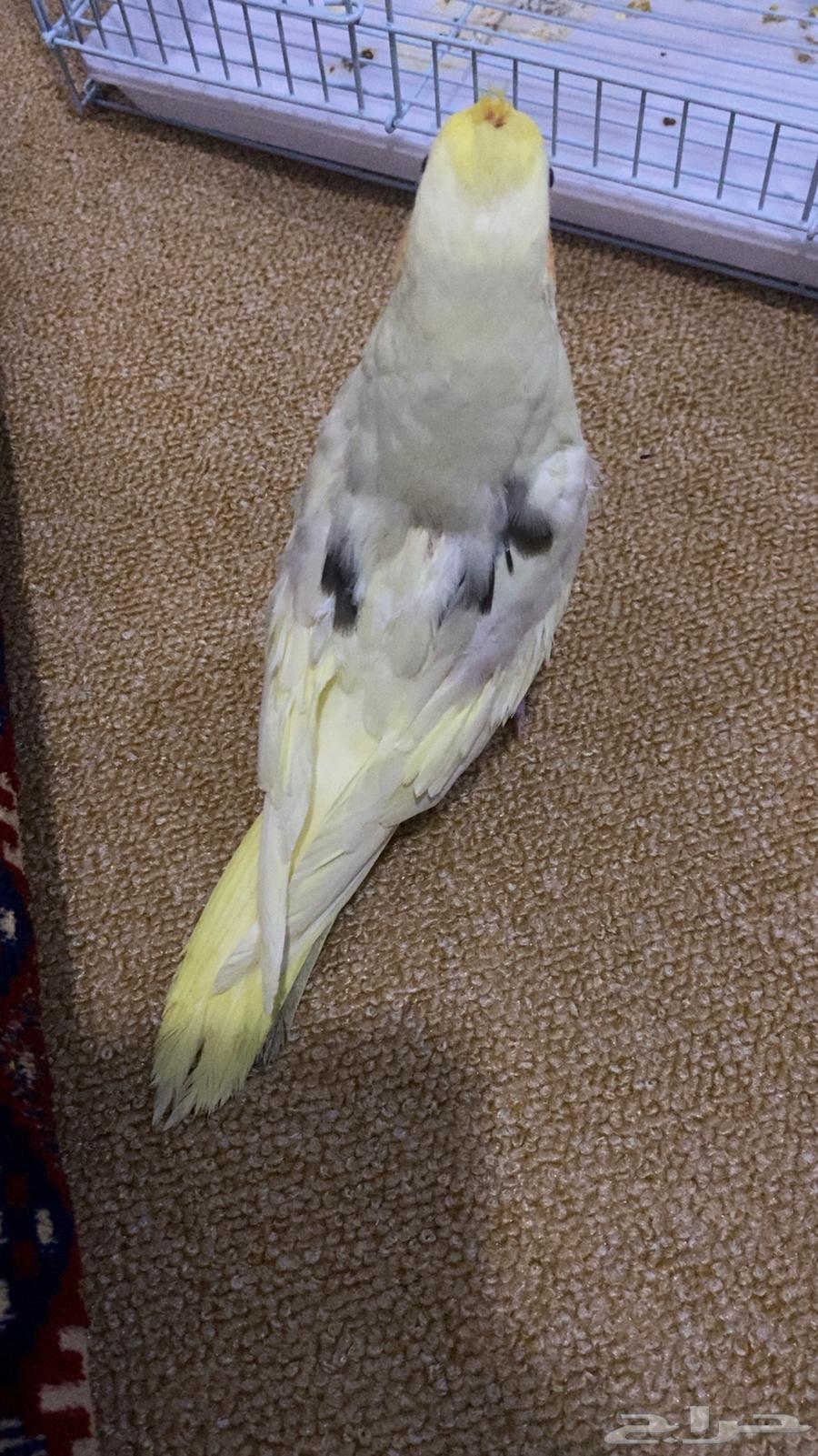 Farakh Karawan64580143867777112