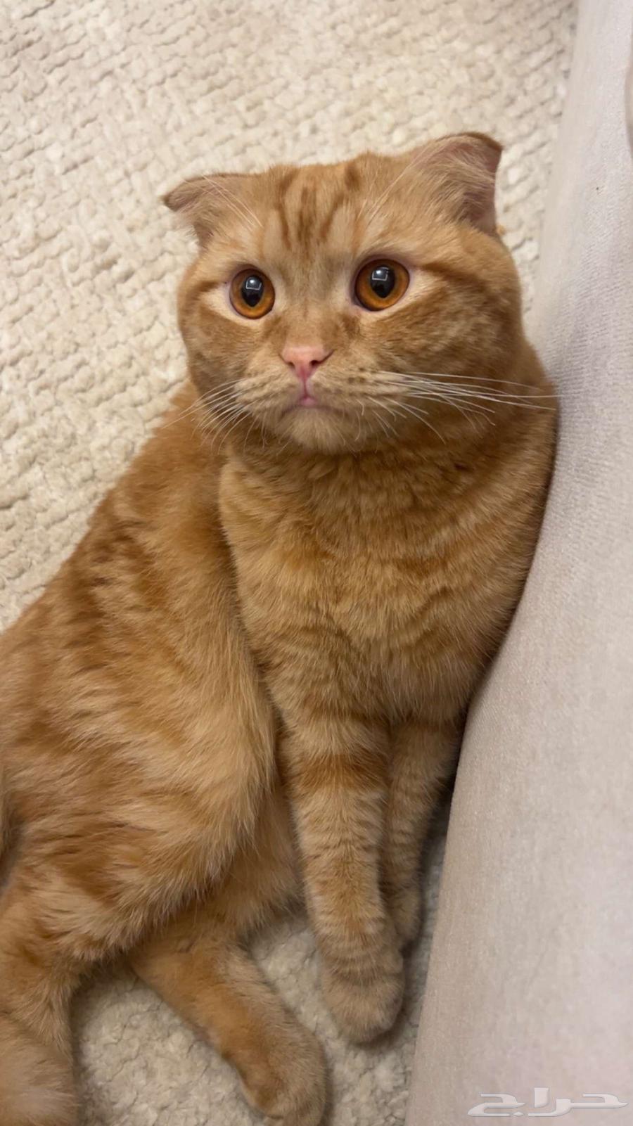 قط سكوتش للبيع64584588843009112