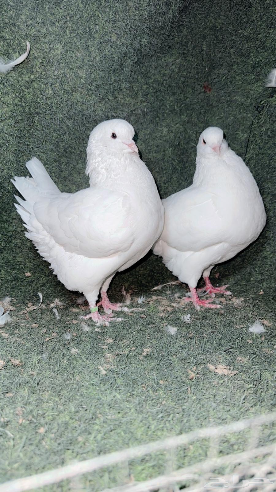 ذكر كنق مودينا تب64588074075779111