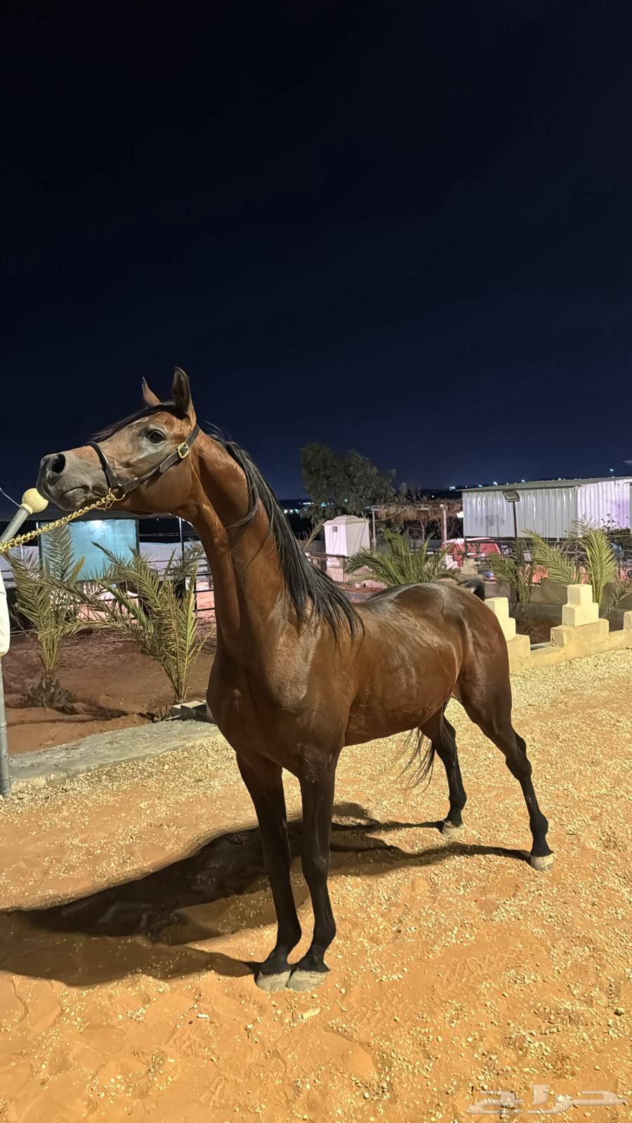 فحل مربط فاخر64580568441602110