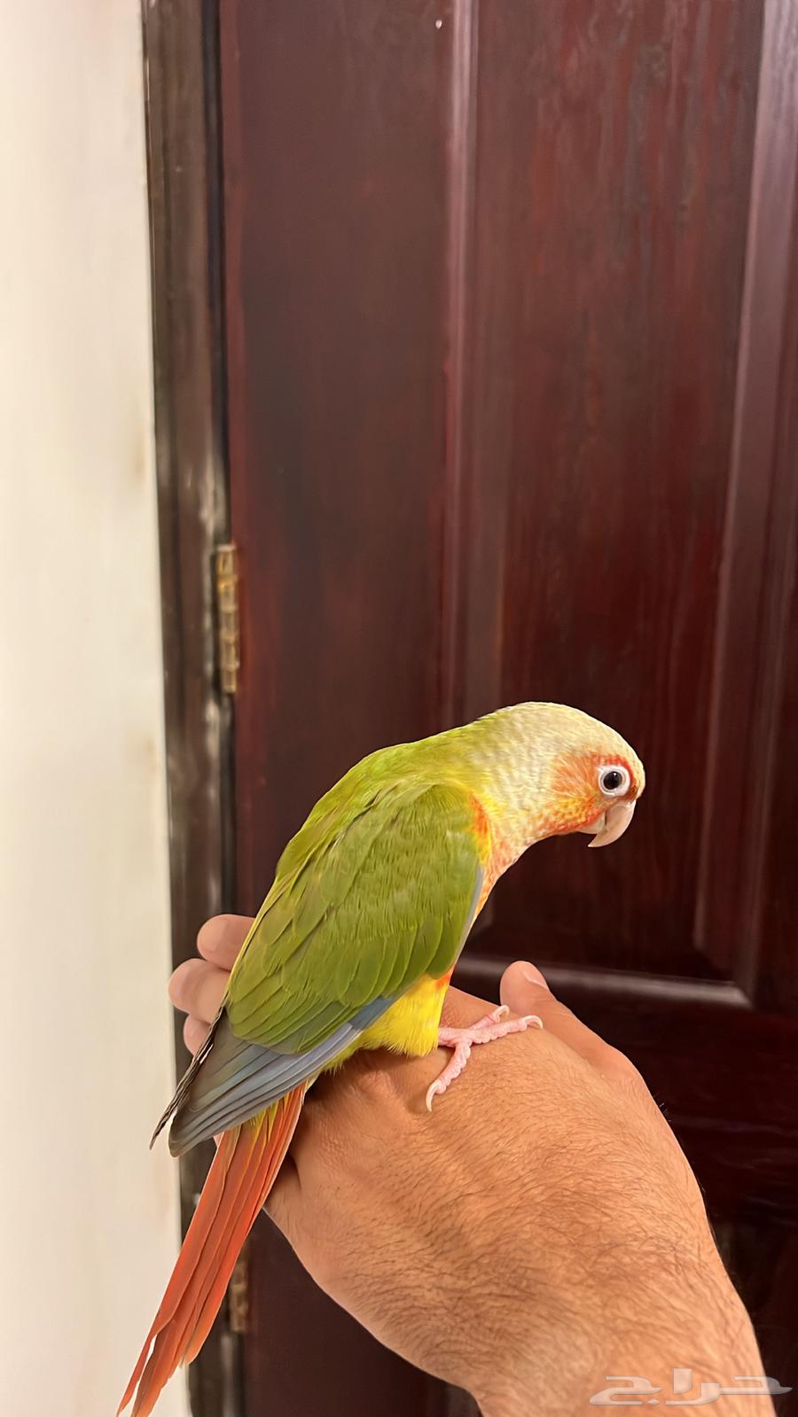 ببغاء كنيور اليف64585893616259110