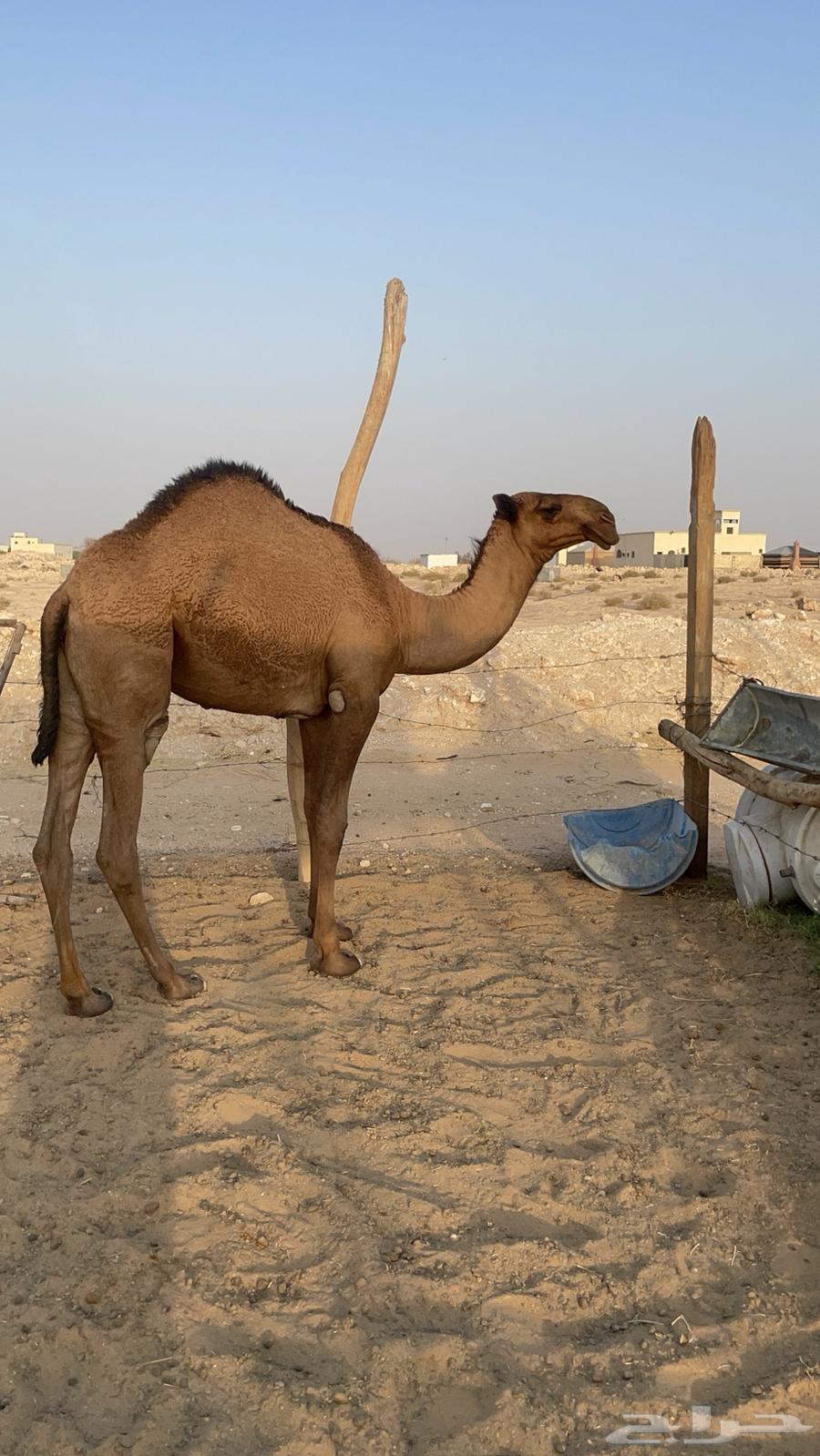 بكره صفرا64584883955330112