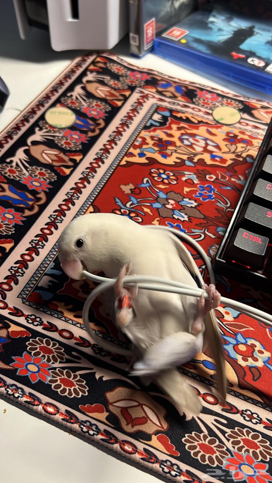 ببغاء روز ب 16064580294909827110