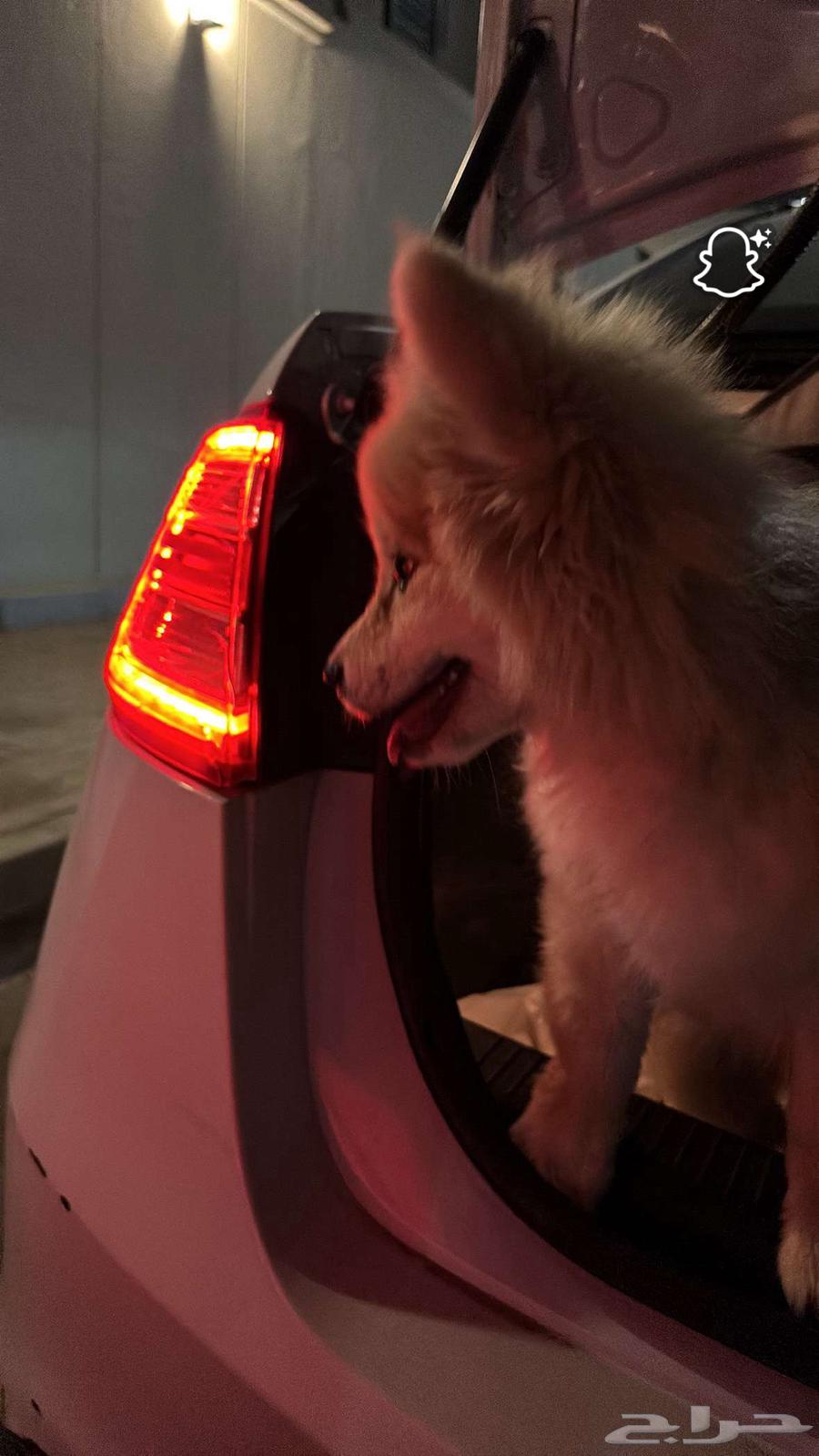 كلب للبيع و نوعه و عمره في الصوره سعره 150064586029483266112