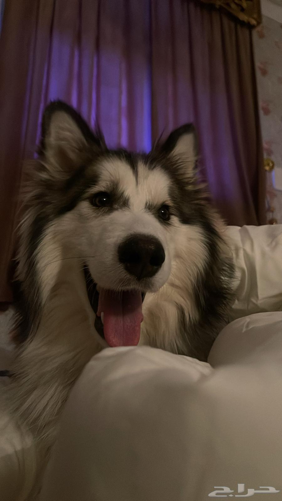 كلب هاسكي للبيع64580894545794111