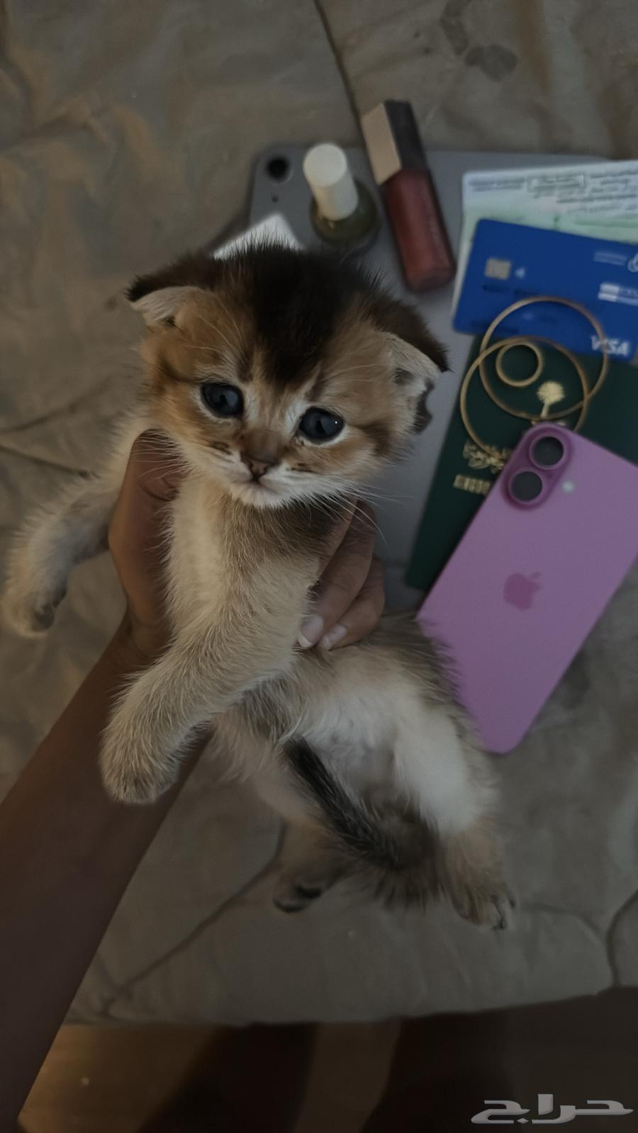 Scottish Cats64580198878081114